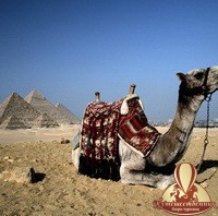 Египет за год лишился трети туристов - Бюро туризма "Путешественник", Екатеринбург